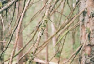 Dead twigs on a spruce