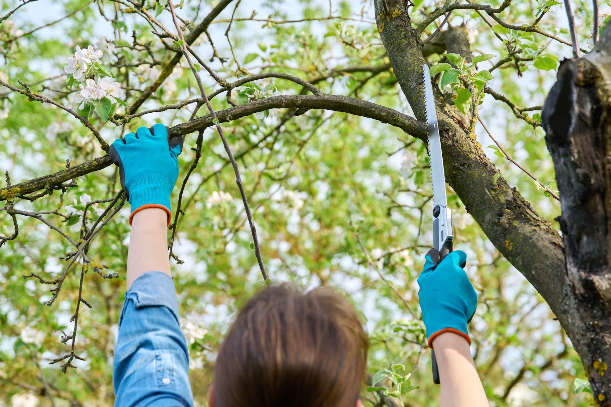 Woman gardener in gloves with garden saw cutting down a dry branch on an apple tree with